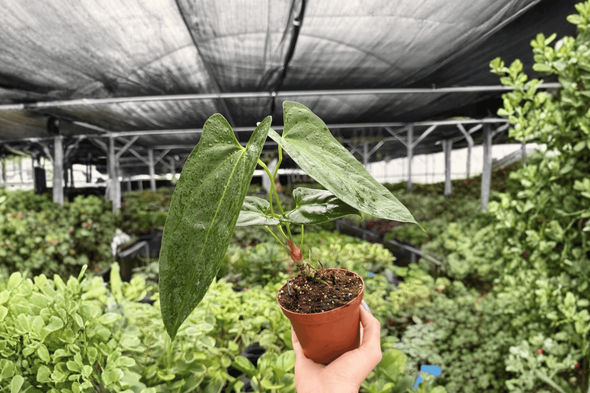 Anthurium Hoffmannii x Red Gunsal | 2 live plants in 4-inch pots