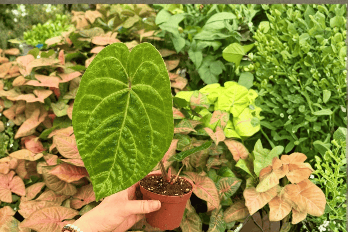 Anthurium FS x Xone (Fort Sherman) - 2 Exact Live 4-Inch Pot Plants