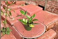 Hoya Macrophylla Variegata Live Plant – Variegated Hoya Starter in 4 Inch Pot