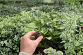 Philodendron Goeldii 2 Starter Plants (Thaumatophyllum spruceanum) – In Plugs