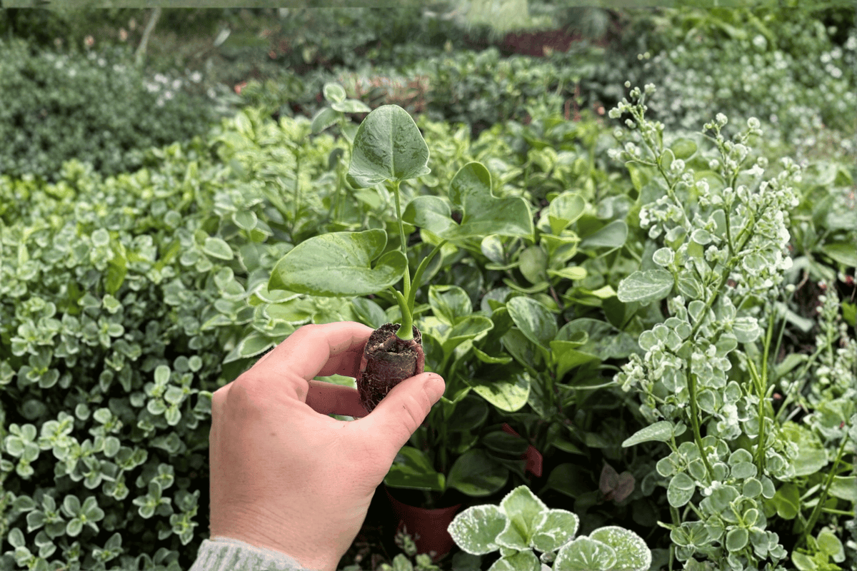 Philodendron Goeldii 2 Starter Plants (Thaumatophyllum spruceanum) – In Plugs