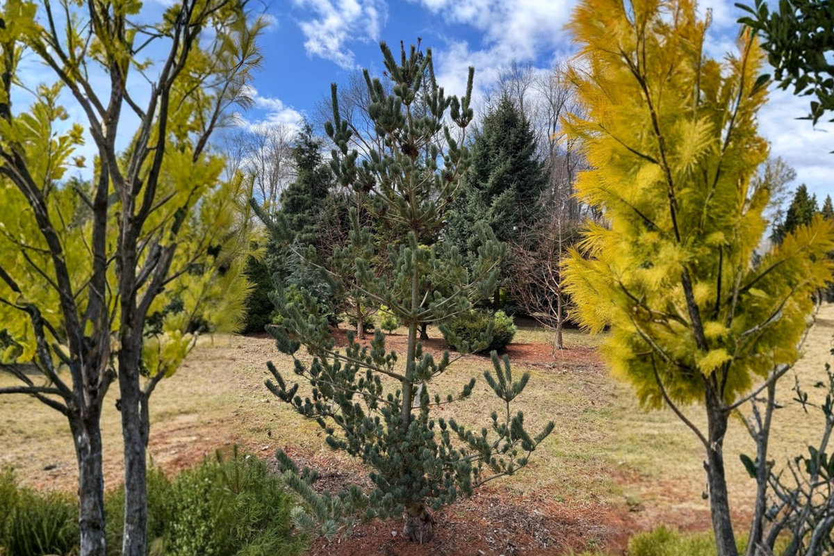 Blue Japanese White Pine (Pinus parviflora ‘Glauca’) - 1 Gallon Pot, Approx. 12"