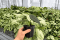 Alocasia Dragon Wings 2 Live Plants in 4" Pots — Dragon Scale x Scalprum (Exact Plants)