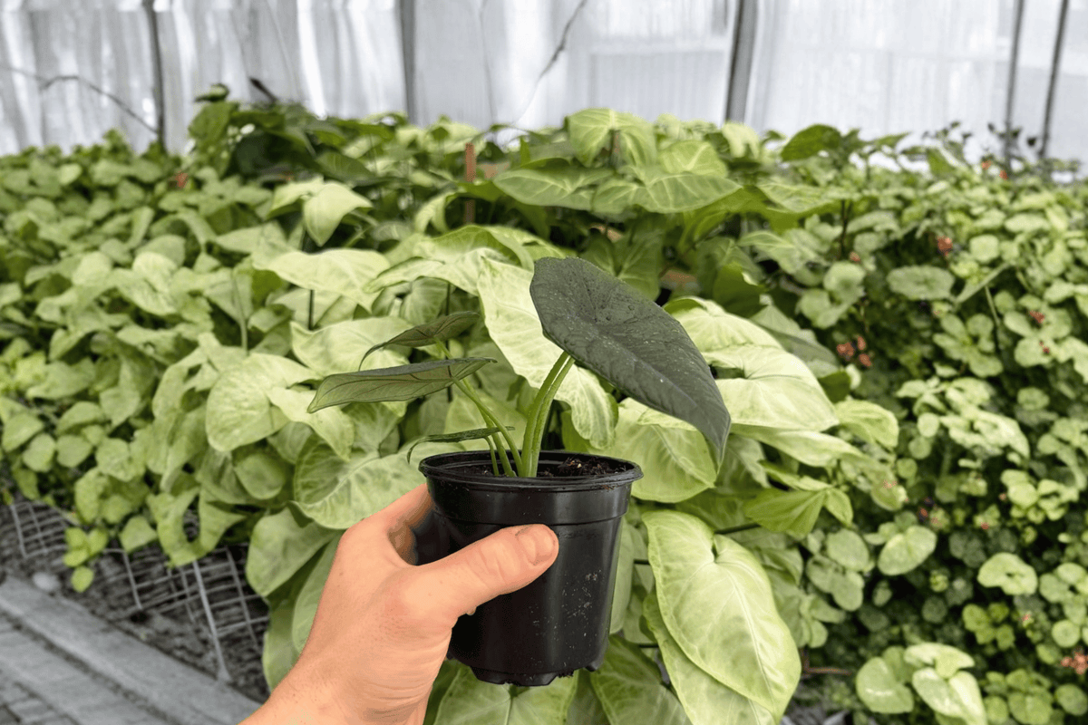 Alocasia Dragon Wings 2 Live Plants in 4" Pots — Dragon Scale x Scalprum (Exact Plants)