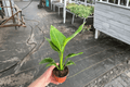 White Bird of Paradise Strelitzia nicolai - 2 Live Plants in 4-Inch Pots