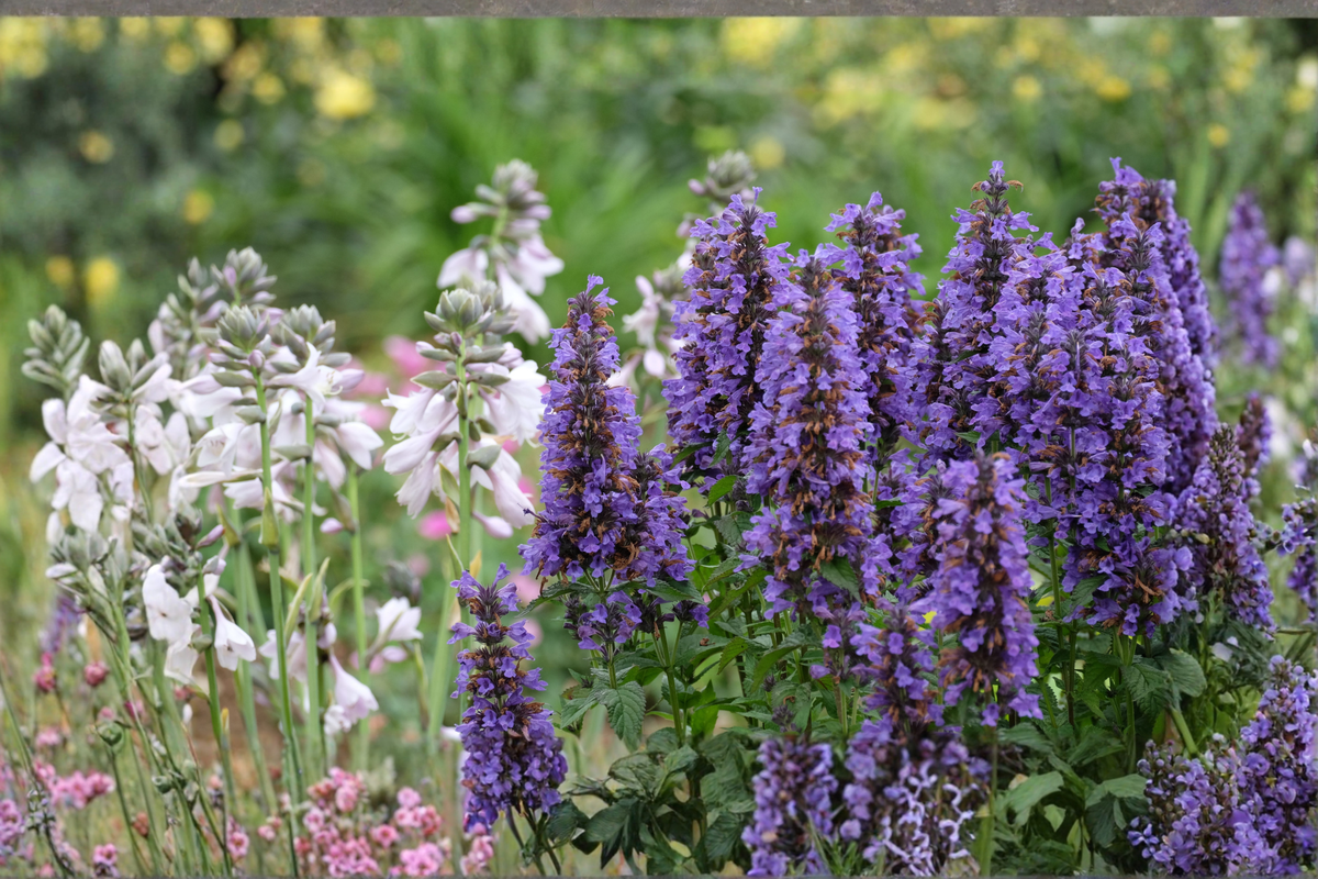 Agastache Blue Fortune (Blue Fortune Anise Hyssop) Live Starter Plants - 3 in 1 Qt Pots