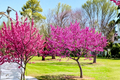 Eastern Redbud Tree 4-6 ft Live Flowering Tree Cercis canadensis Pink Purple Blooms