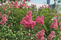 Hopi Crape Myrtle (Lagerstroemia indica) - 2 Gallon Live Plant, Pink Blooms