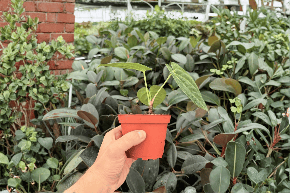 Anthurium Fort Sherman x Dark Silver Live Plants – 4-Inch Pots (2 Exact Plants)