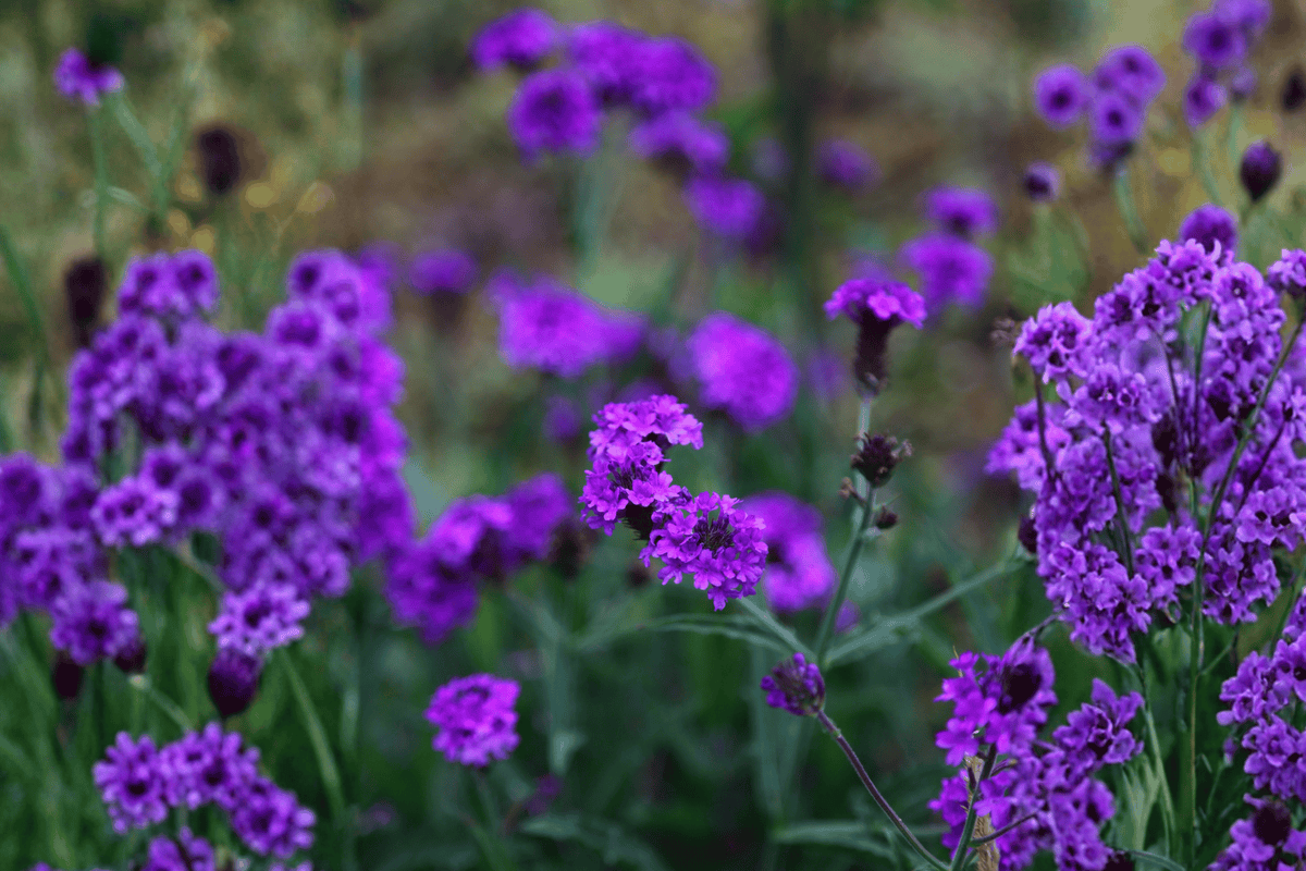 Empress Flair Cobalt Blue Verbena Live Plant - 4-Inch Pot