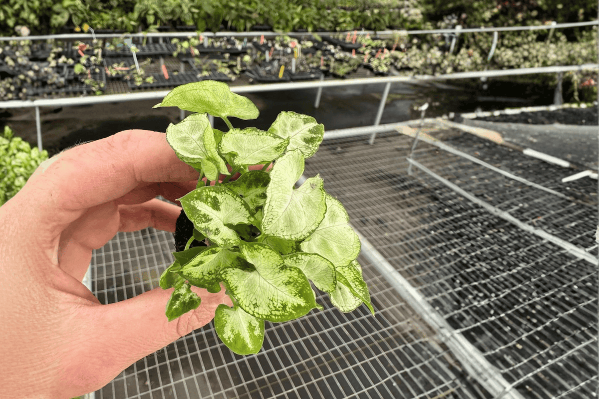Syngonium Shorty Starter Plants - 2 Live Plants in 2-Inch Nursery Size (Bare Root)