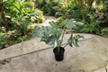 Monstera Thai Constellation Starter Plant – Fully Rooted 2-Inch Pot