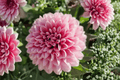 Cherie Pink Lace Dahlia 1 Gallon Live Plant | Dahlia variabilis ‘Cherie Pink Lace’