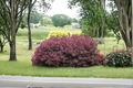 Wine & Roses Weigela - Pink Bloom, Burgundy Foliage, 4-Inch Pot