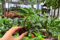 Dieffenbachia Green Magic Starter Plants (2) — Exact Plants, 2-Inch Pots