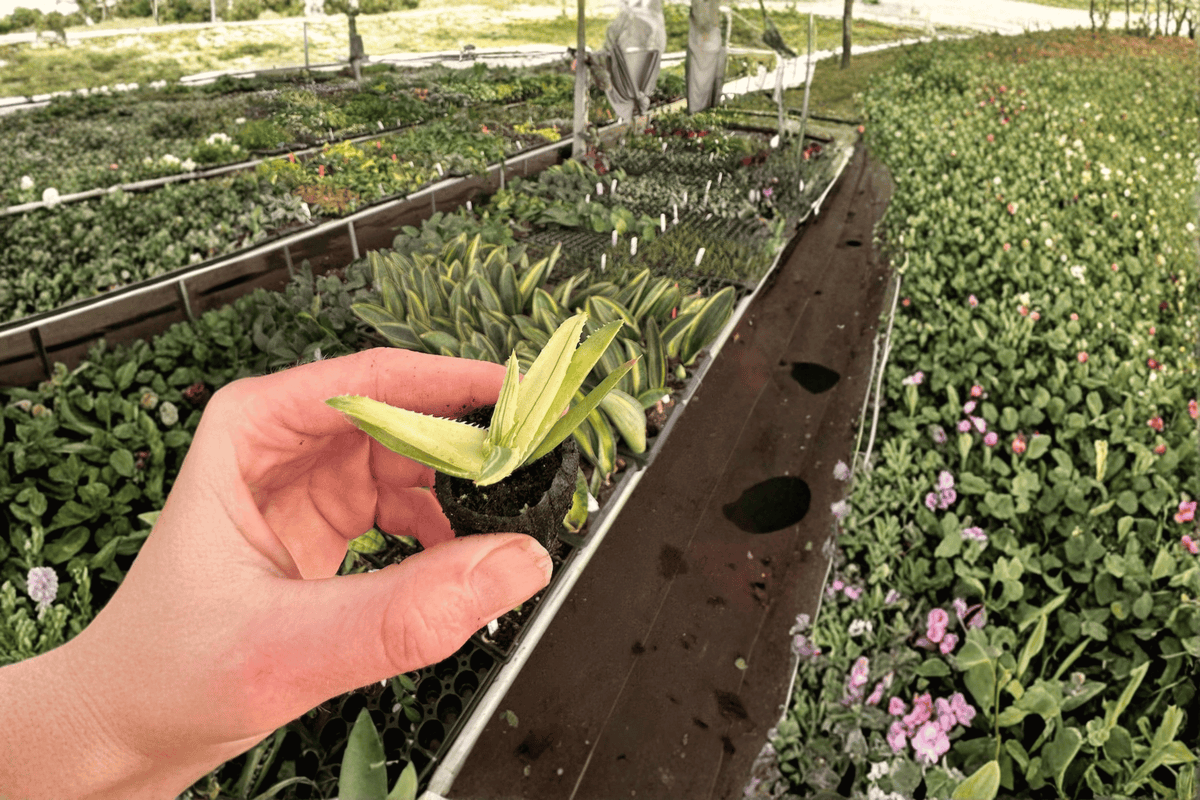 Aloe Solar Flare Starter Plants (2) – 2-Inch Nursery Pot Size, Bare Root