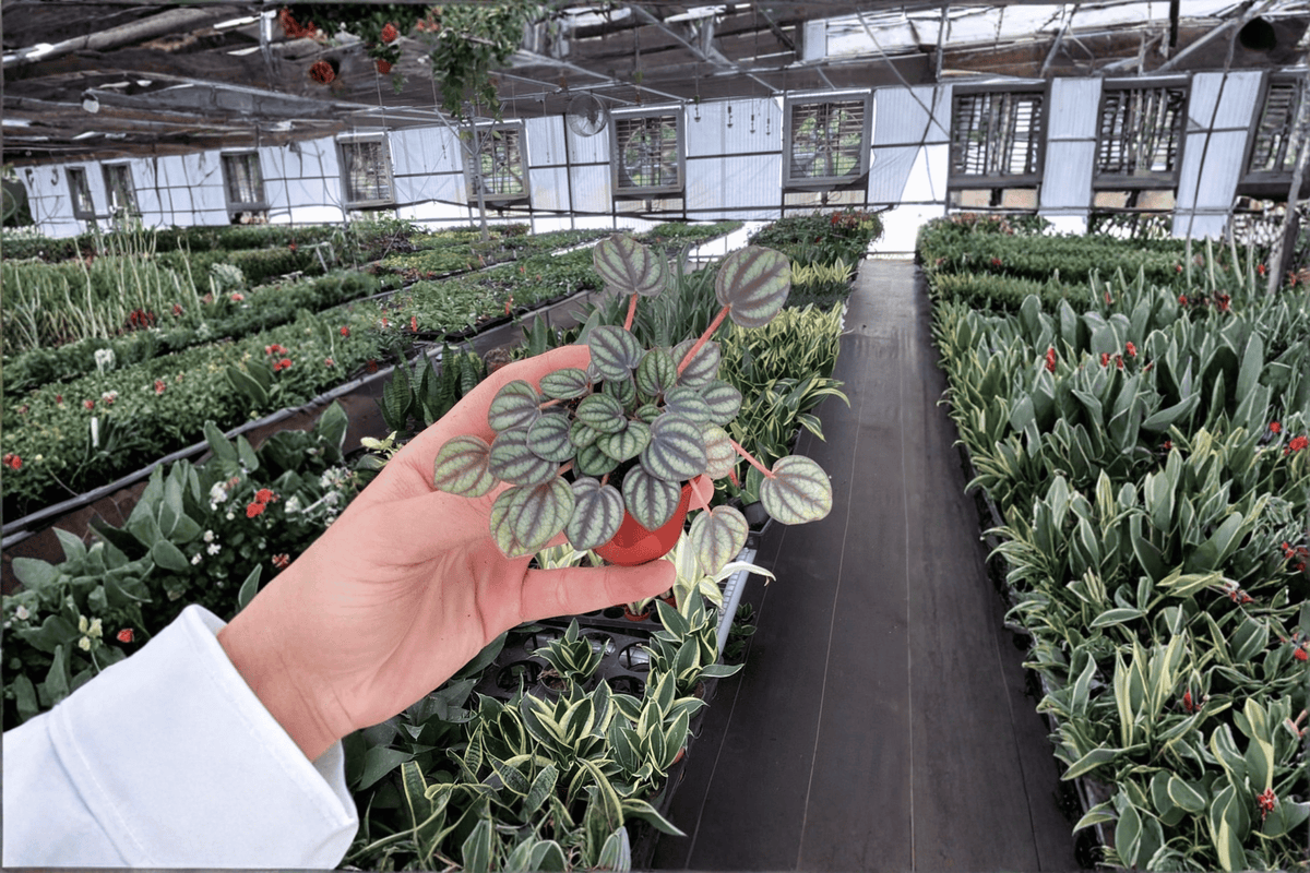 Peperomia albovittata ‘Piccolo Banda’ Starter Plants – 2-Pack