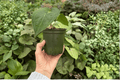 Anthurium Venom × Magnificum Live Plants (2) in 4-Inch Pots