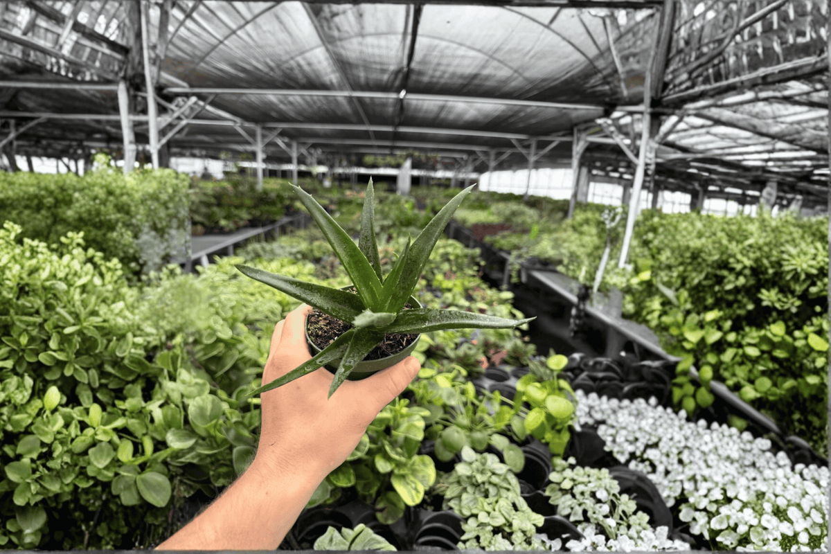 Aloe Black Gem - 2 Live Plants in 4-Inch Pots (Exact Plants pictured)