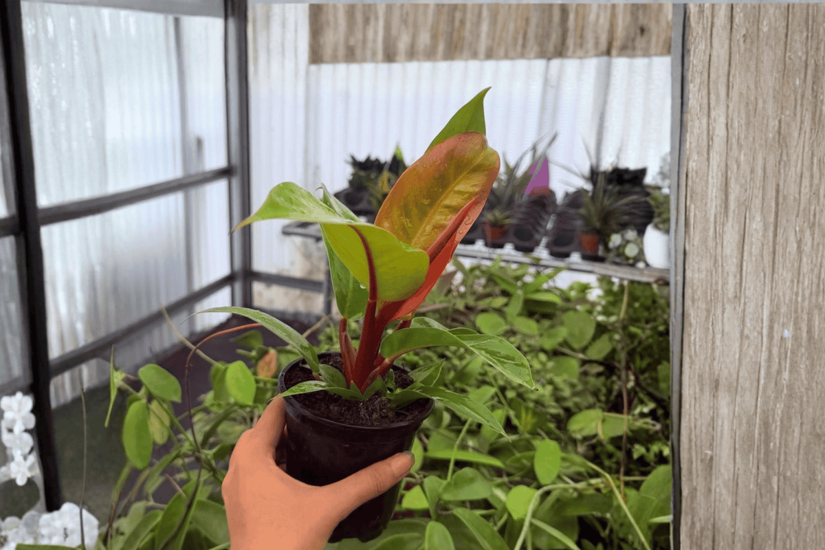 Philodendron Prince of Orange - 2 Exact Live Plants (4-Inch, Bare Root)