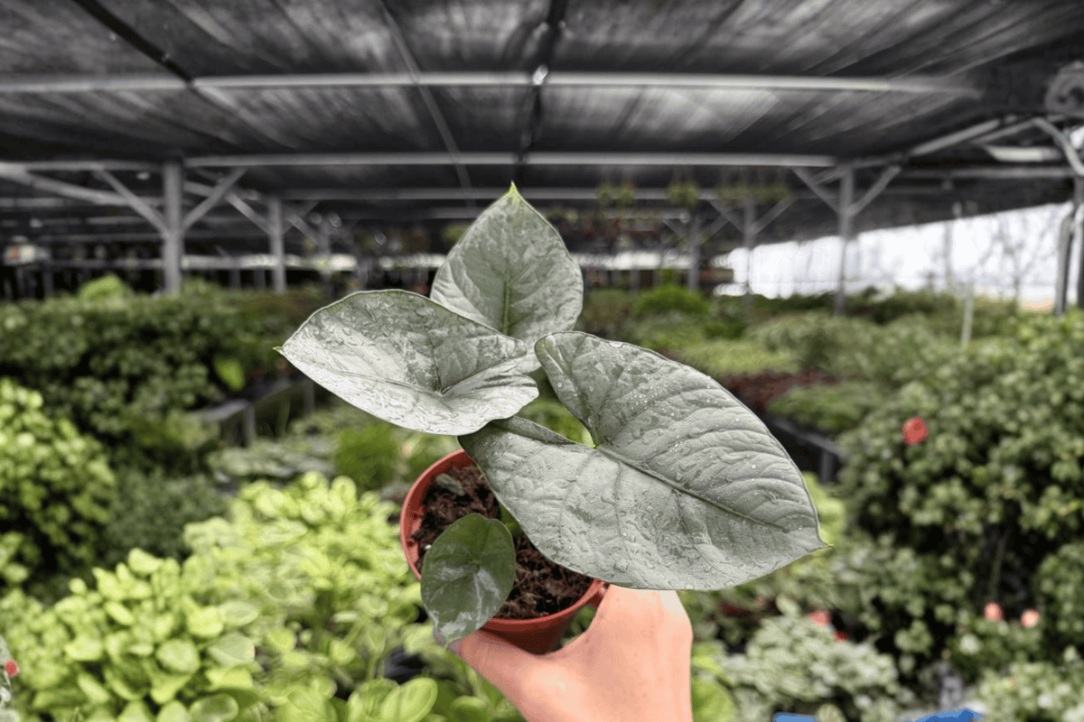 Alocasia Reginae Live Plants - 2 Potted 4-Inch Plants (Exact Listing)