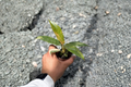 Philodendron Ring of Fire - 2 inch Rooted Live Plant