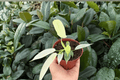 Philodendron Florida Ghost Mint – 2 Bare Root Live Plants, 4-inch Pot Size