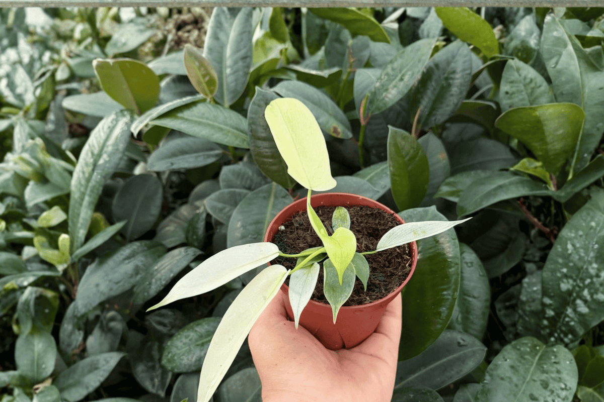 Philodendron Florida Ghost Mint – 2 Bare Root Live Plants, 4-inch Pot Size