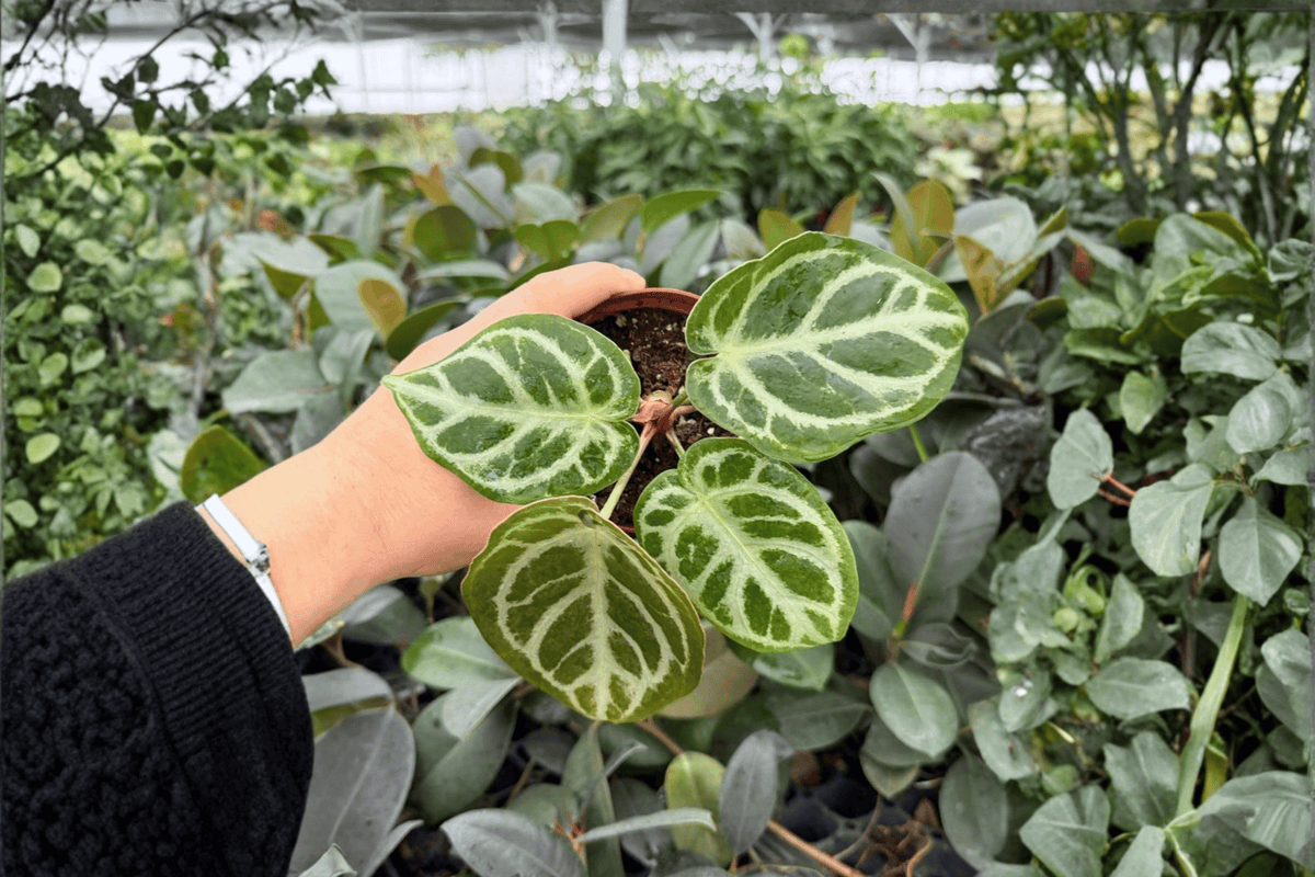 Anthurium Dorayaki x MBR - 2 Live Plants in 4-Inch Pots (Exact Plants)