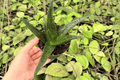 Aloe Black Gem - 2 Live Plants in 4-Inch Pot (Aloe ‘Black Gem’)