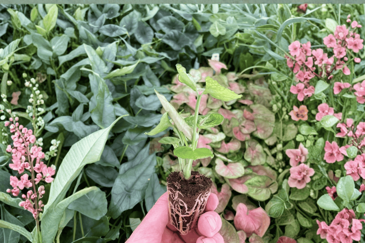 Syngonium Mango Allusion Live Starter Plants (2) – Bare Root, 2-Inch Pot Size
