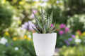 Haworthia Succulent in White Ceramic Planter – Live Indoor Plant