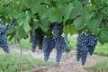 Merlot Wine Grape Vine - 4-6 ft Live Plant, Vitis vinifera