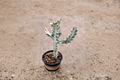 Variegated Trigona Ghost Euphorbia trigona Variegata - 4 Inch Pot