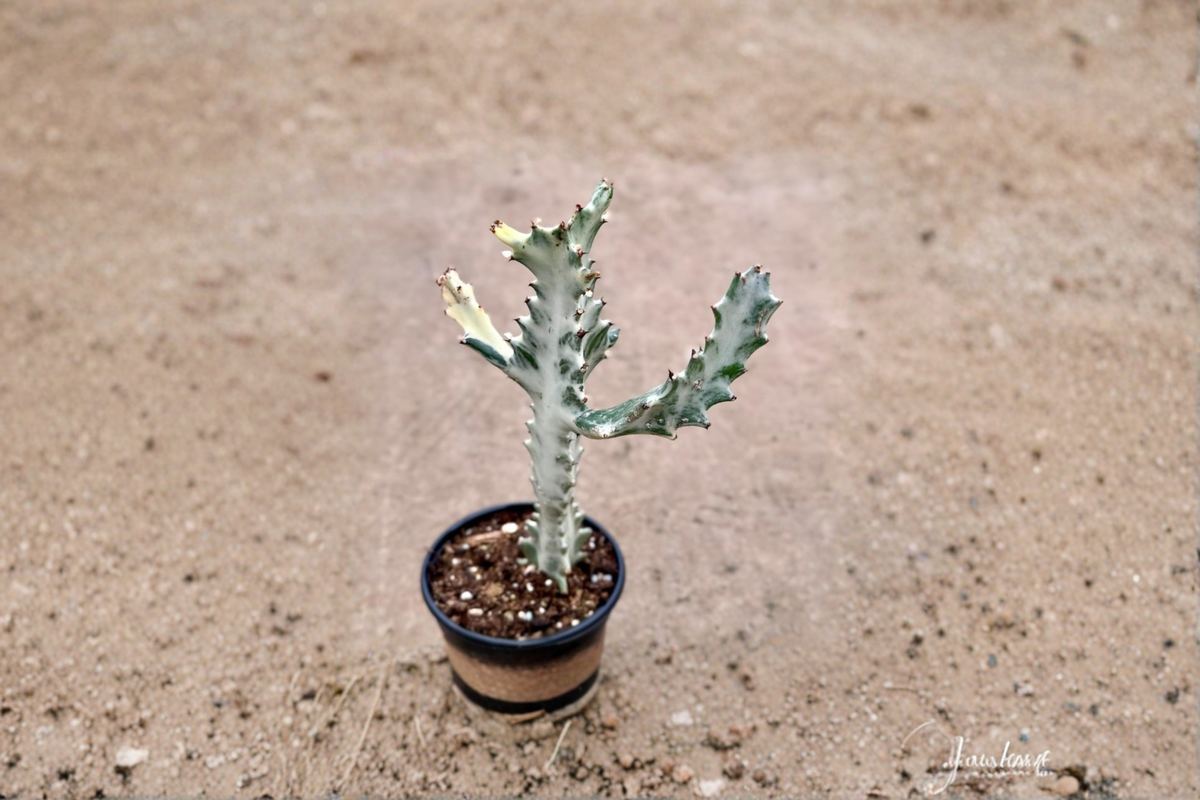 Variegated Trigona Ghost Euphorbia trigona Variegata - 4 Inch Pot