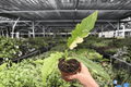 Philodendron Ring of Fire - 2 Exact Plants in 4-Inch Pots