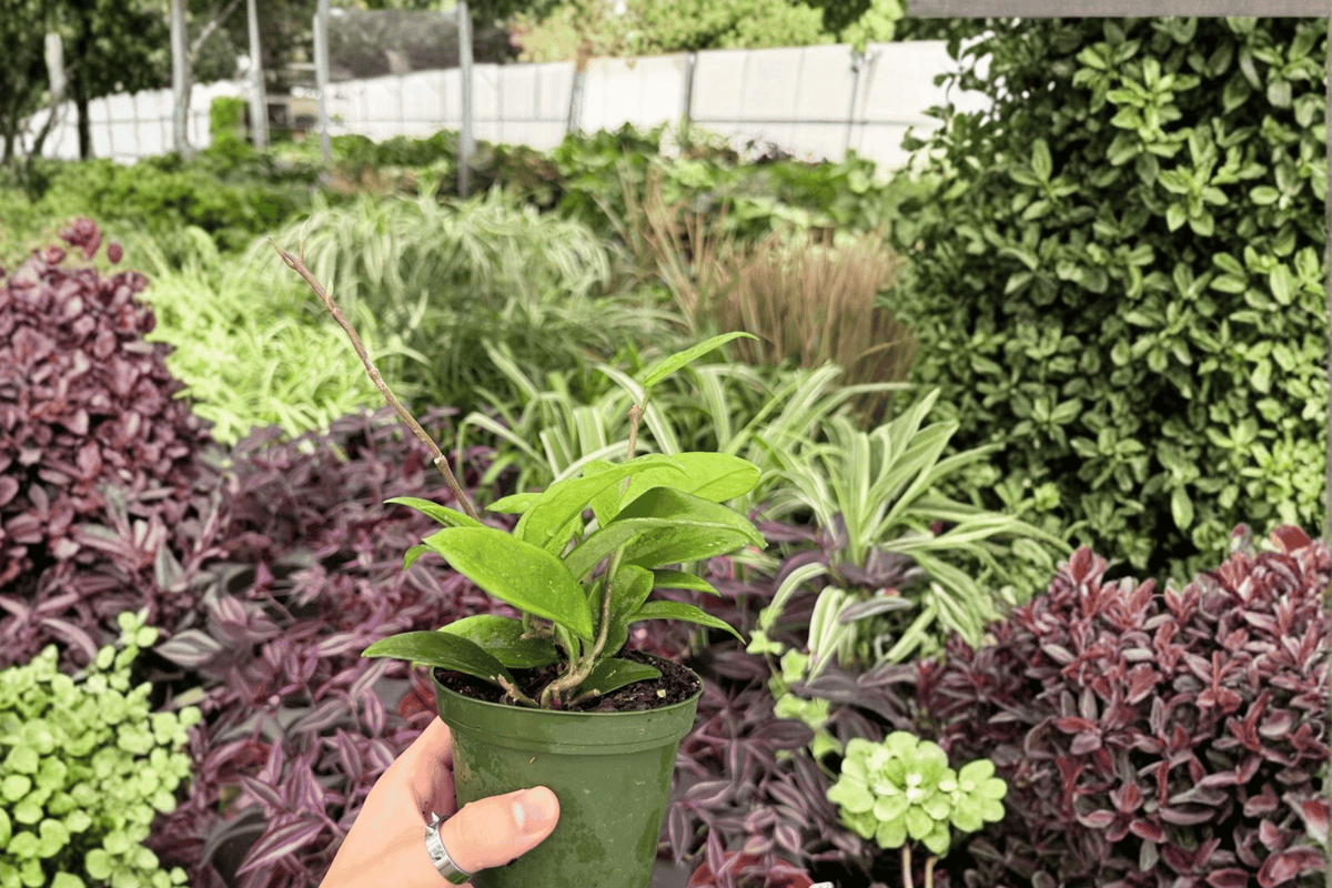 Hoya carnosa ‘Jade’ Live Plants — 4-Inch Pots (2-Pack) Exact Plants