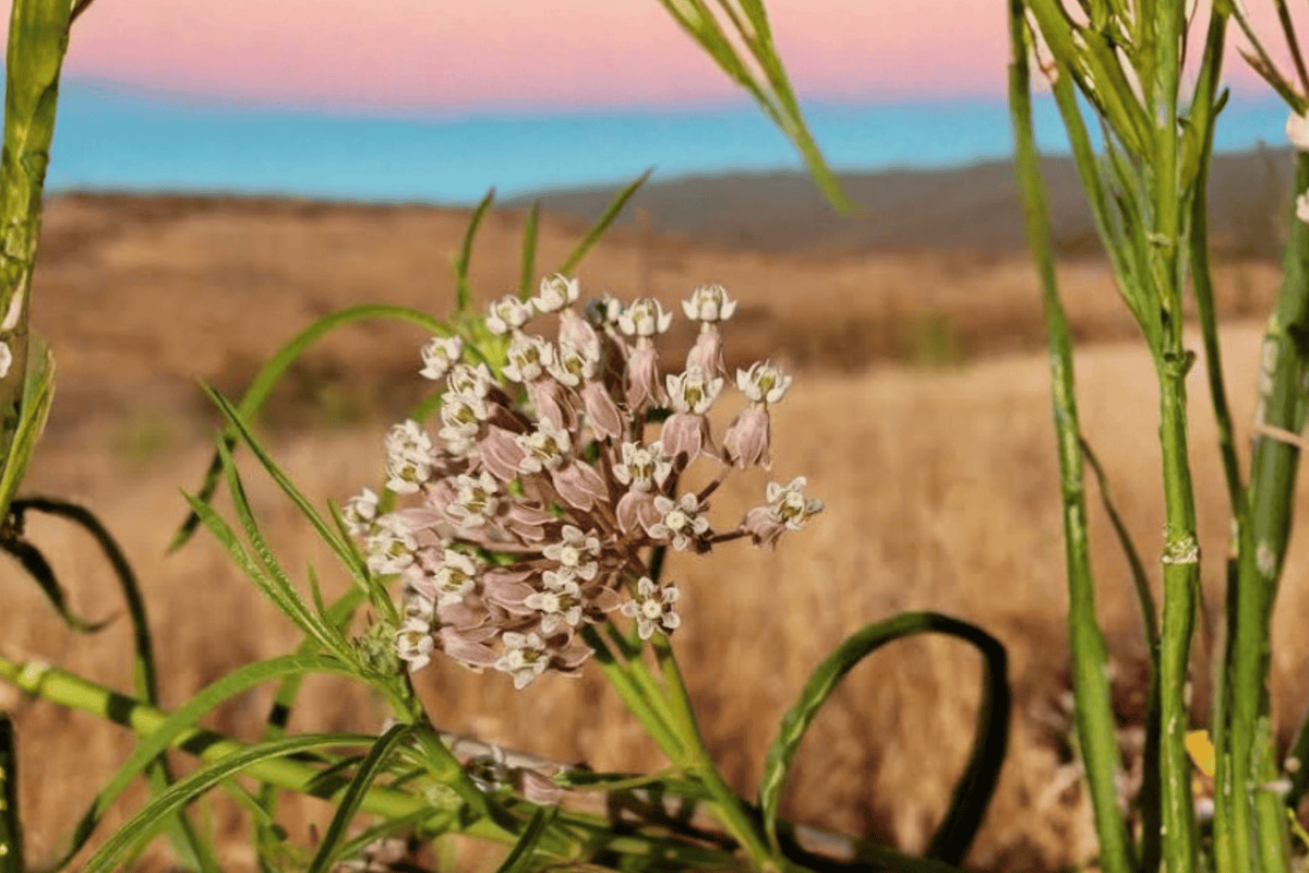 Narrow Leaf Milkweed Asclepias fascicularis - 1 Live Plant in 4-Inch Pot