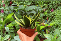 Sansevieria Hahnii Lotus – 2 Live Plants in 4