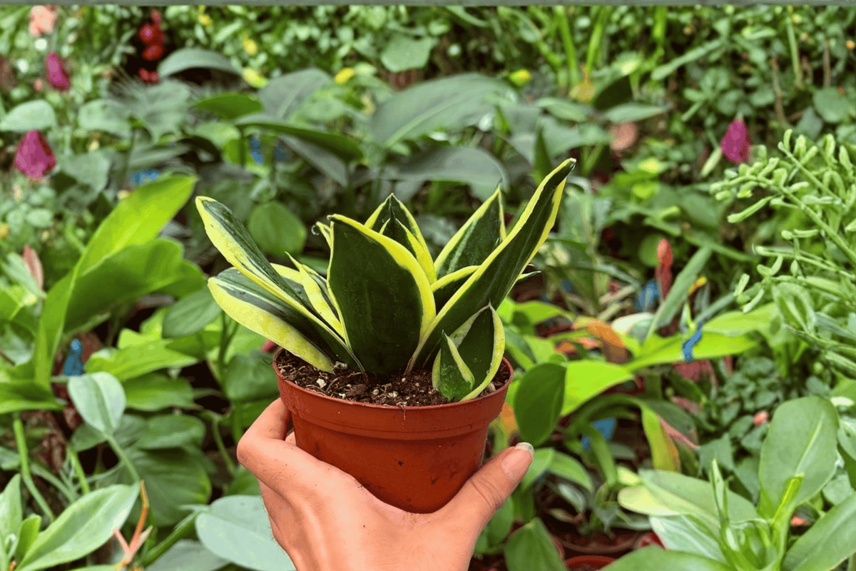 Sansevieria Hahnii Lotus – 2 Live Plants in 4
