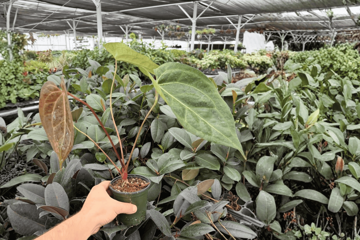 Anthurium Black Sweet x Portillae - 2 Live Plants in 4-Inch Pots