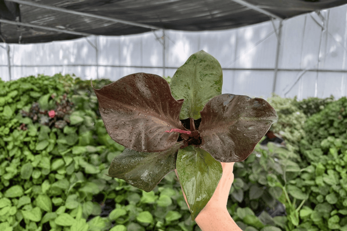 Philodendron Red Heart 2 Live Plants in 4-Inch Pots | Exact Plants