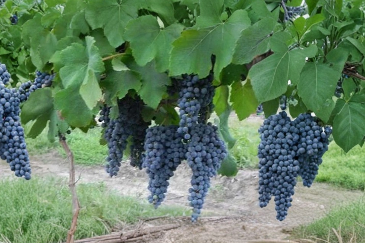 Paseante Noir Wine Grape Vine 4-6 ft Live Plant - Dark Grapes, Climbing Vine