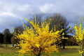 Forsythia Flowering Shrub 2-4 ft Live Plant – Yellow Early Spring Blooms