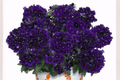 Empress Flair Violet Blue Verbena Live Plant - 4-Inch Pot