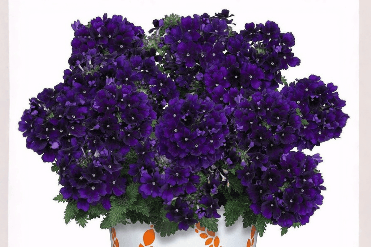 Empress Flair Violet Blue Verbena Live Plant - 4-Inch Pot
