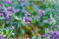Caryopteris Blue Empire Blue Mist Shrub Live Starter Plants - 3 in 1 Qt Pots