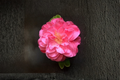 Lady Laura Camellia (Camellia japonica) 1 Gallon Live Plant | Pink Blooming Evergreen Shrub