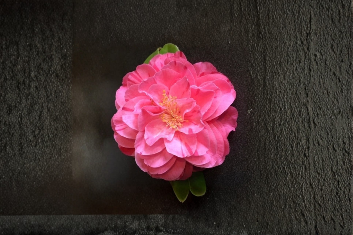 Lady Laura Camellia (Camellia japonica) 1 Gallon Live Plant | Pink Blooming Evergreen Shrub