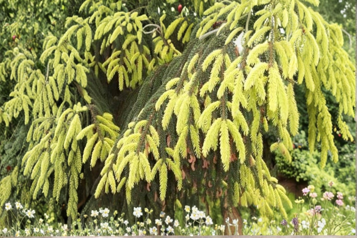 Oriental Spruce 'Aureospicata' 12-Inch Live Plant in 1 Gallon Pot